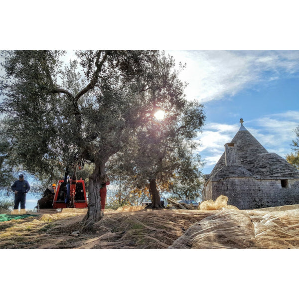 Italijansko ekstra deviško oljčno olje, 1l - Made in Alberobello, Puglia